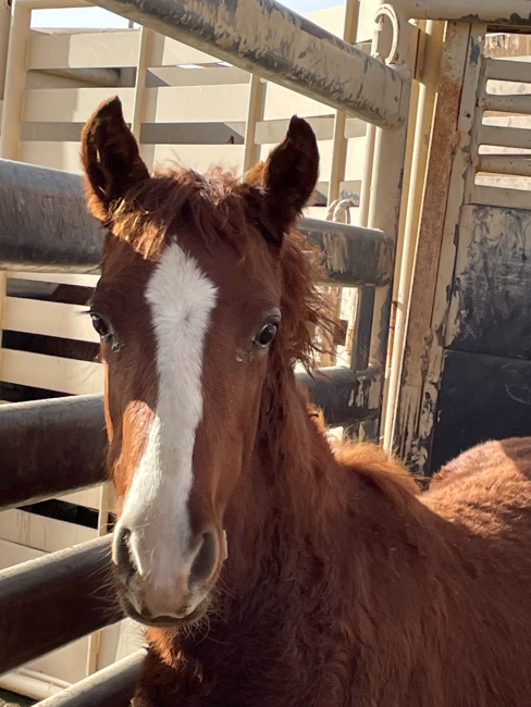 Wild Horse And Burro Online Corral